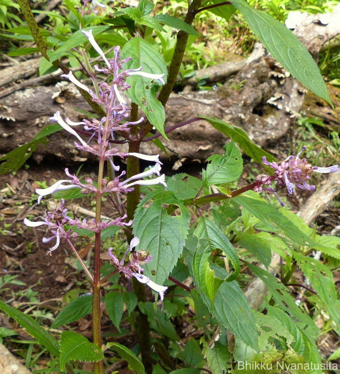 Coleus inflatus Benth.